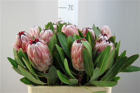 <h4>Protea Penny Pink</h4>