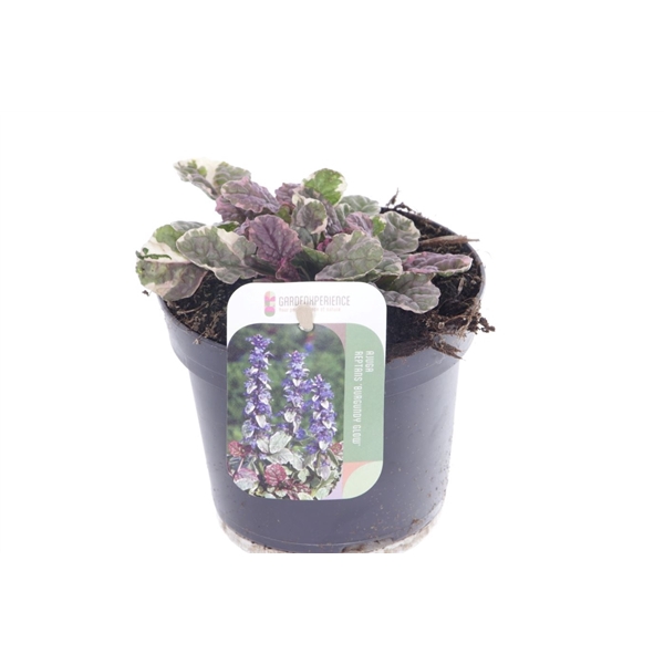 <h4>Ajuga reptans Burgundy Glow</h4>