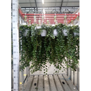 Hedera helix 'Wonder'