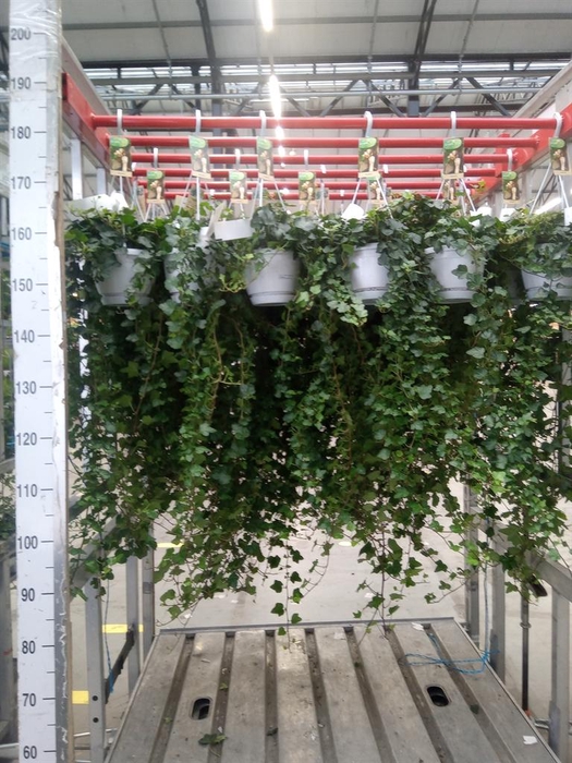 <h4>Hedera helix 'Wonder'</h4>