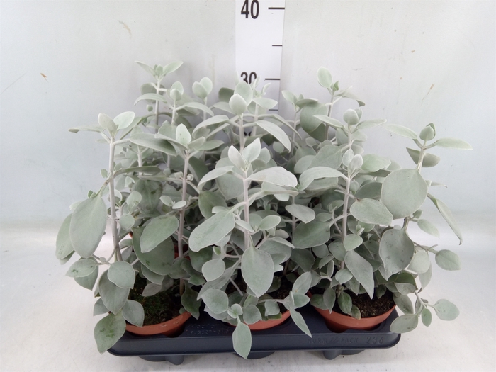 <h4>Kalanchoe NF   ...</h4>