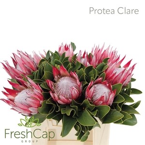 Protea cynaroides 'Clare'