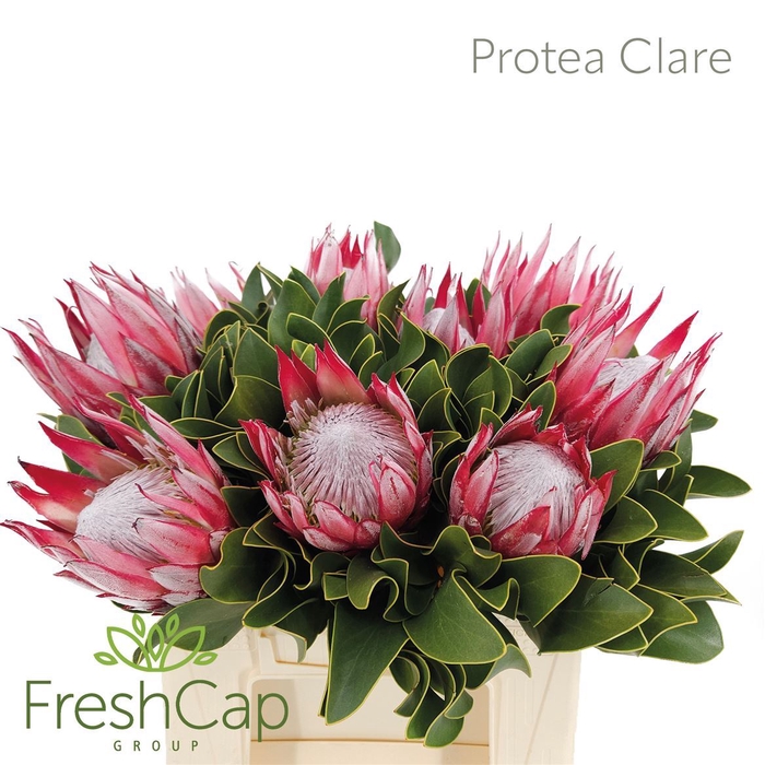 <h4>Protea cynaroides 'Clare'</h4>