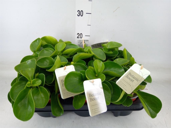 <h4>Peperomia obt. 'Green Gold'</h4>