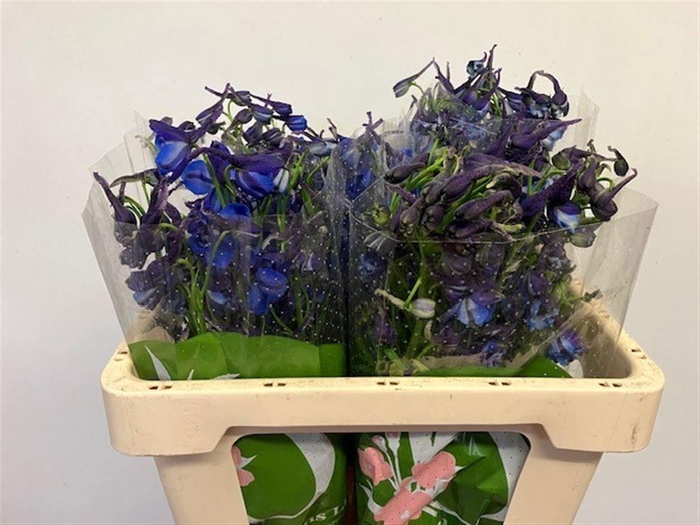 <h4>DELPH EN DONNA</h4>