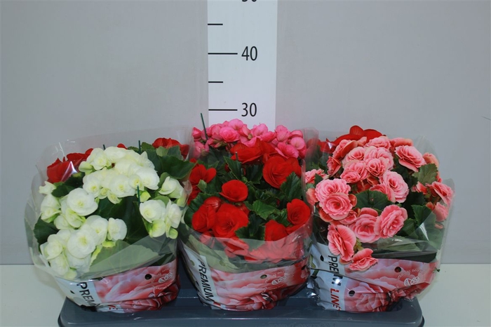<h4>Begonia Du Gemengd</h4>