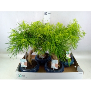Bonsai   ...