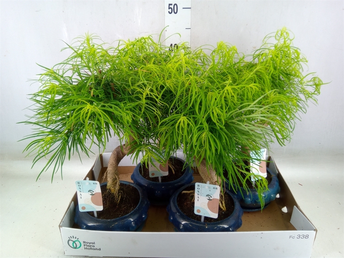 <h4>Bonsai   ...</h4>