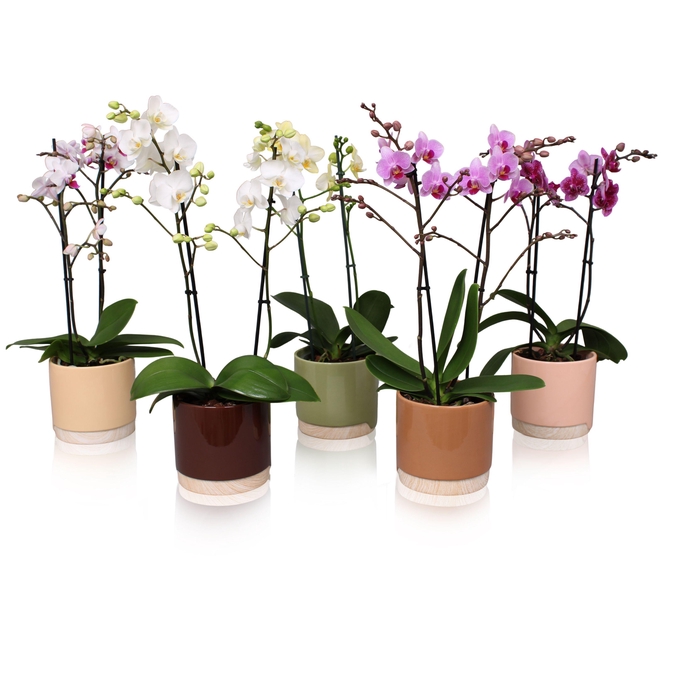 <h4>Phal. Multiflora 2-tak mix in keramiek BGC981 Wood Chopper</h4>