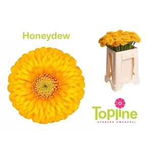 GE MB POM HONEYDEW