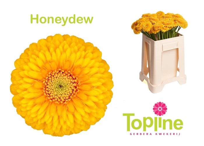 <h4>GE MB POM HONEYDEW</h4>