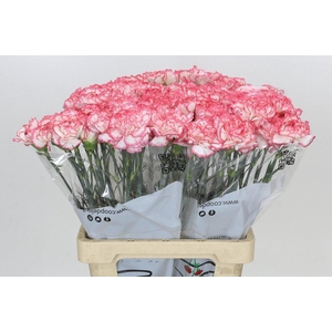 Dianthus St Coralie