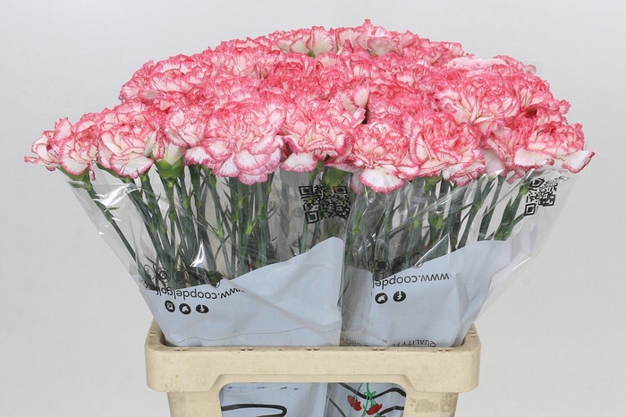 <h4>Dianthus St Coralie</h4>