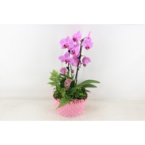 arr2 PL - Zink schaal phal. roze