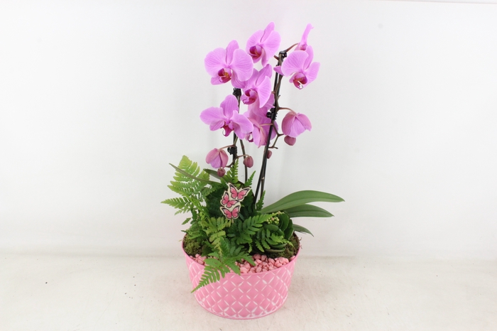 <h4>arr2 PL - Zink schaal phal. roze</h4>