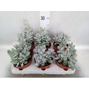 Cotyledon  'Coral'