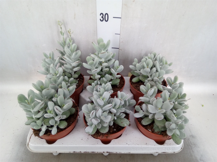 Cotyledon  'Coral'