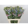 Oxypetalum Tweedia Blue