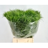 Corallo Gras
