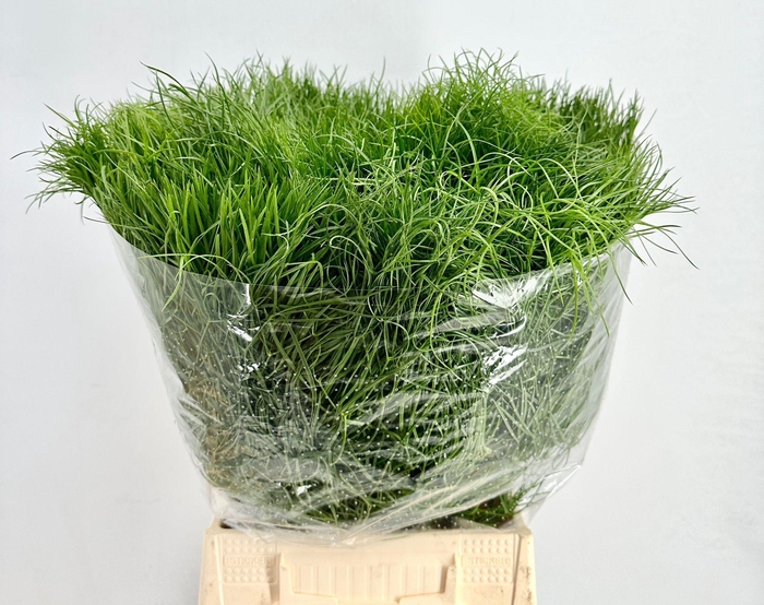 Corallo Gras