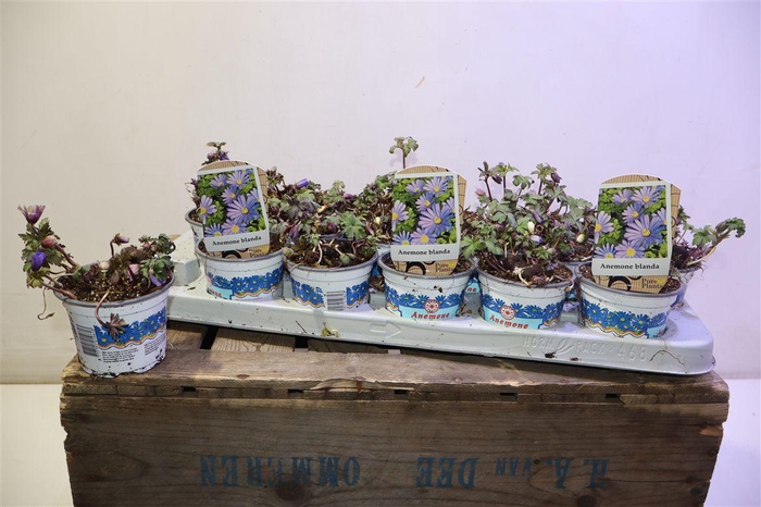 <h4>Anem Bl Blue Shades</h4>