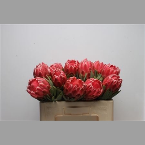 Protea Venus