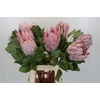Protea Cynaroides
