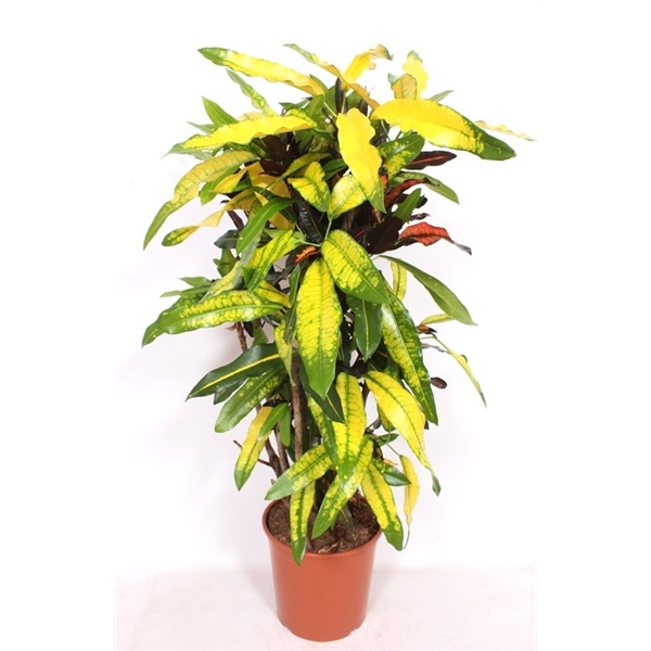 <h4>Codiaeum variegatum kleinbladig overig</h4>