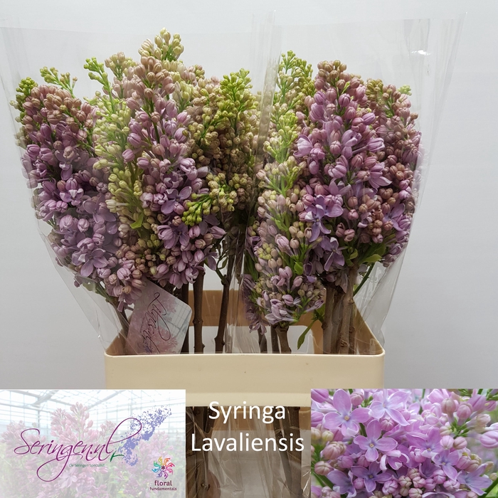 <h4>SYR V LAVALIENSIS</h4>