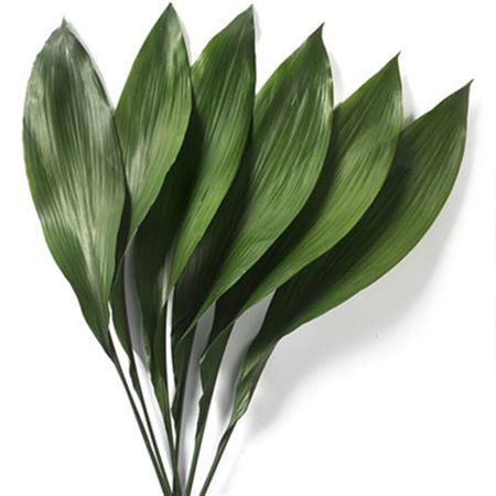 <h4>Aspidistra 60 Green Invest</h4>