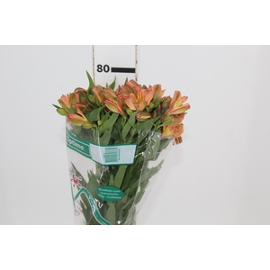 ALSTROEMERIA OPTIMA 080 CM