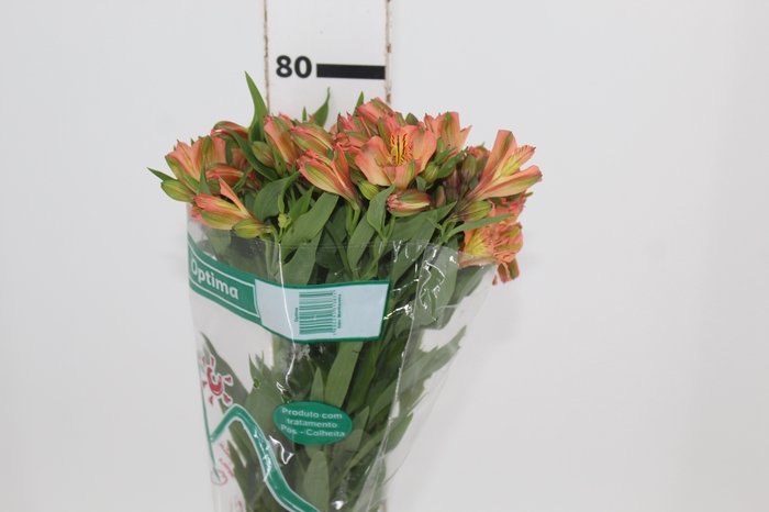 <h4>ALSTROEMERIA OPTIMA 080 CM</h4>