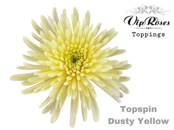 <h4>Chr G Topspin Paint Dusty Yellow</h4>