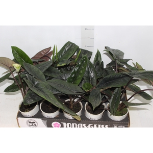 ALOCASIA SCALPRUM P12