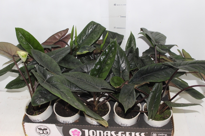 <h4>ALOCASIA SCALPRUM P12</h4>