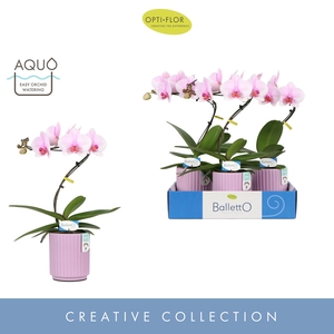 Phalaenopsis overig roze (enkele ta