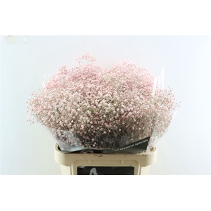 Gyps Grof Soft Pink (dip)