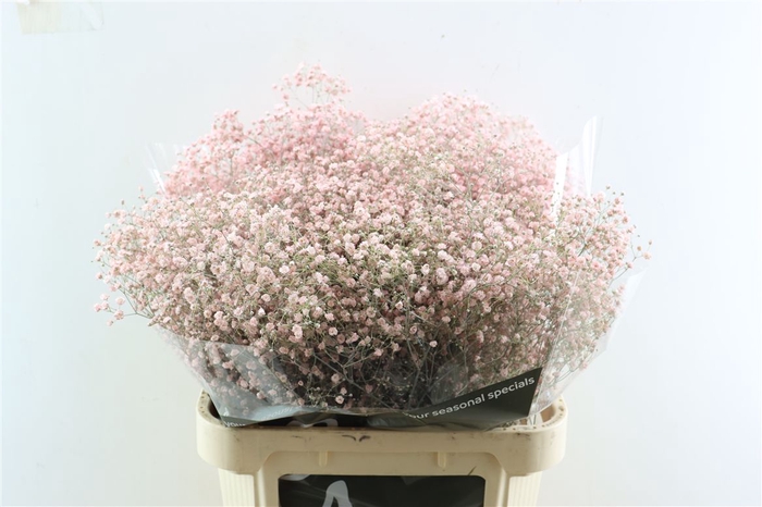 <h4>Gyps Grof Soft Pink (dip)</h4>