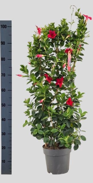 <h4>MANDE SUN RED</h4>