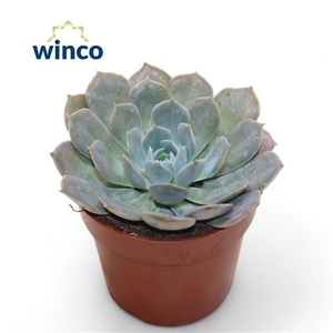 Echeveria Grey Prince