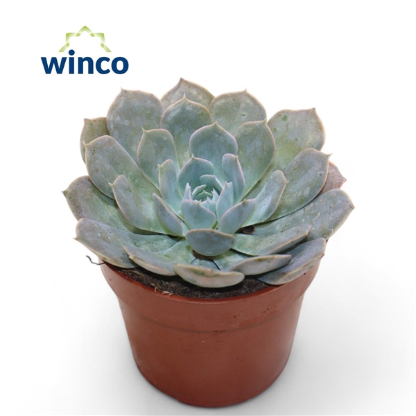 <h4>Echeveria Grey Prince</h4>