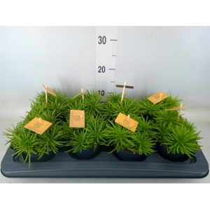 Senecio archeri 'Himalaya'