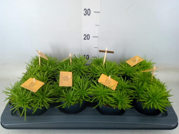 <h4>Senecio archeri 'Himalaya'</h4>