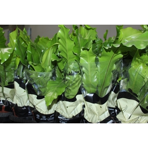 ASPLENIUM NIDUS P15