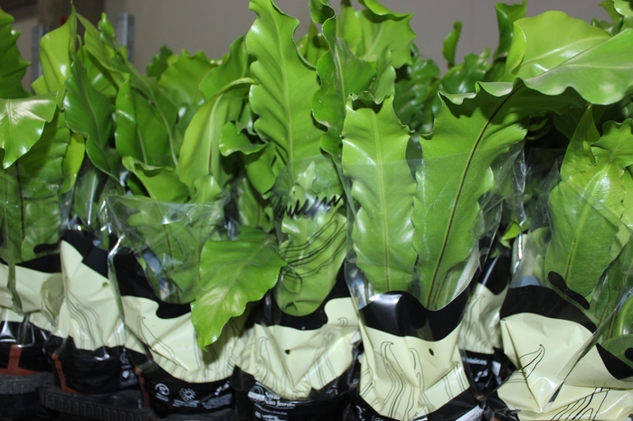 <h4>ASPLENIUM NIDUS P15</h4>