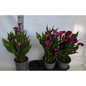 .Zantedeschia paco