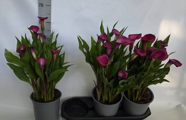 <h4>.Zantedeschia paco</h4>