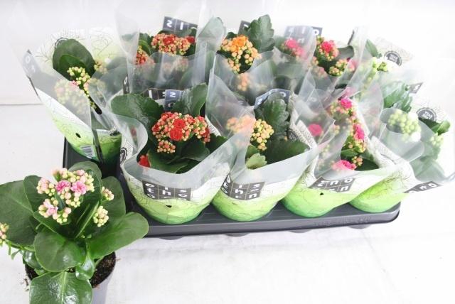 <h4>KAL GE GEM 5 KL</h4>