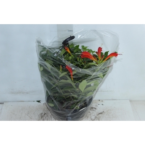 AESCHYNANTHUS SPECIOSUS C21