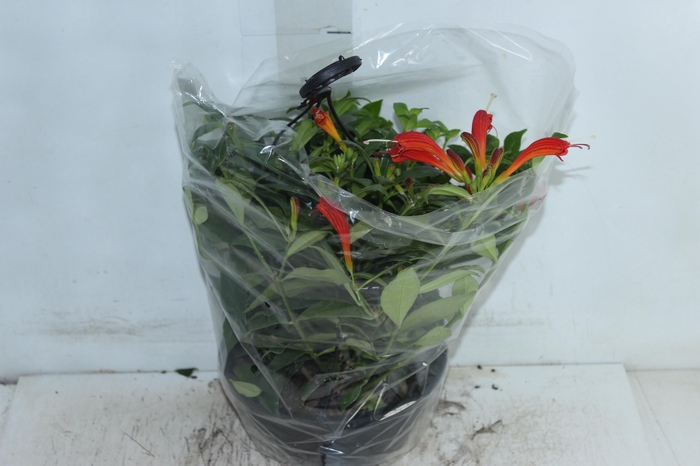 <h4>AESCHYNANTHUS SPECIOSUS C21</h4>